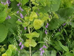 Perfoliate Alexander, 2018 Photo of flowering plants