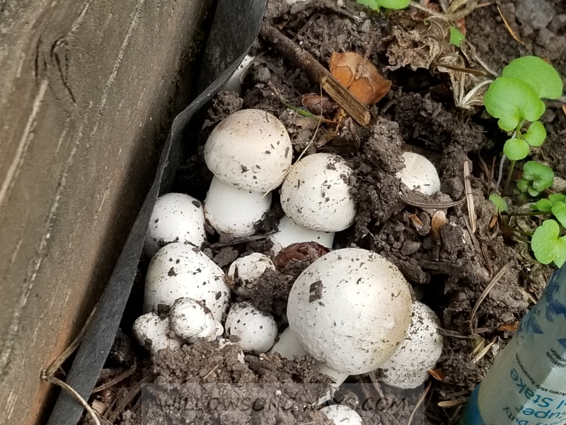 Photo of mushrooms