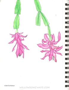 Christmas Cactus, 2020