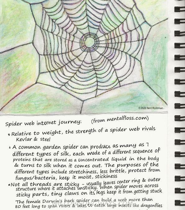 Spider Webs are Complicated (and Amazing)!