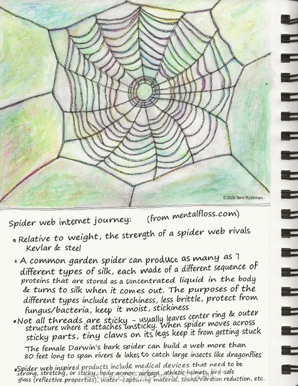 Spider Webs are Complicated (and Amazing)!